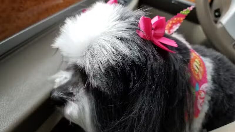 Emmy's Pampered Pooch - Auburn Hills,