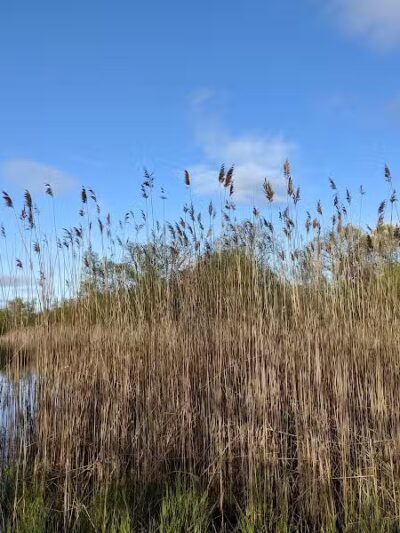 Hawk Woods Park and Campground - Auburn Hills,