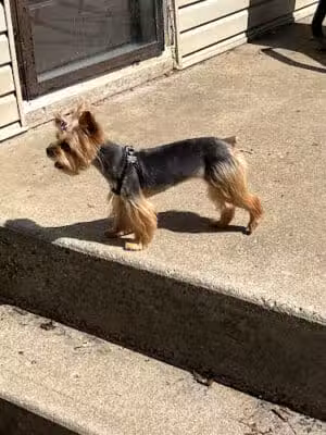 Emmy's Pampered Pooch - Auburn Hills,
