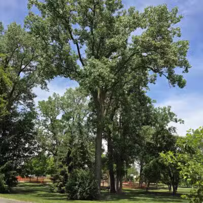 River Woods Park - Auburn Hills,