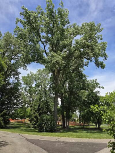 River Woods Park - Auburn Hills,