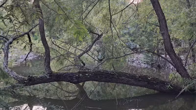 Kiesel Park - Auburn, AL