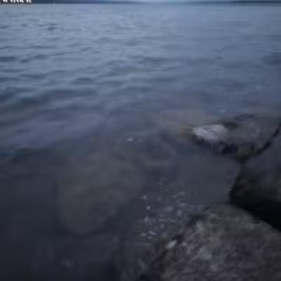 Lakeside Dog Park - Auburn, NY