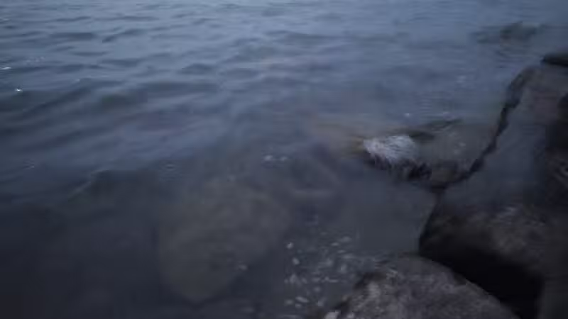 Lakeside Dog Park - Auburn, NY