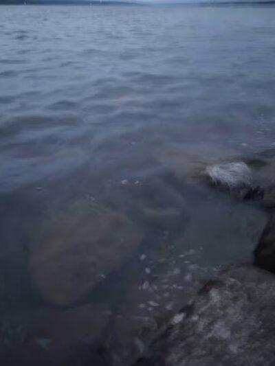 Lakeside Dog Park - Auburn, NY