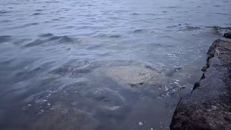 Lakeside Dog Park - Auburn, NY