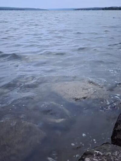 Lakeside Dog Park - Auburn, NY