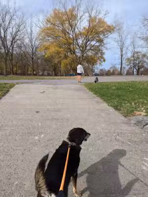 Lakeside Dog Park - Auburn, NY