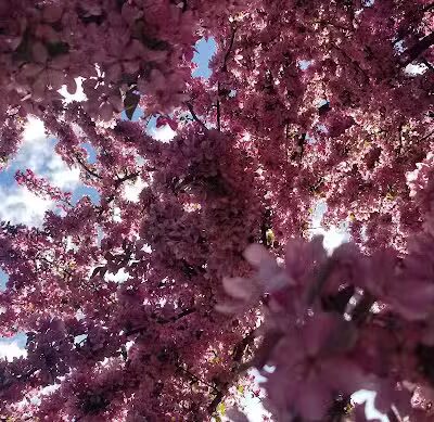 Williams Township Park - Auburn, MI