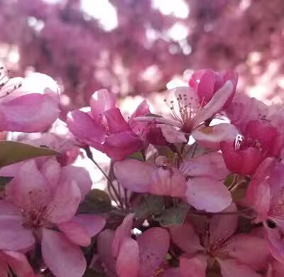 Williams Township Park - Auburn, MI