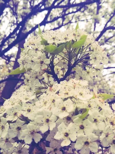 Williams Township Park - Auburn, MI