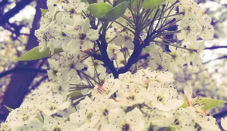 Williams Township Park - Auburn, MI