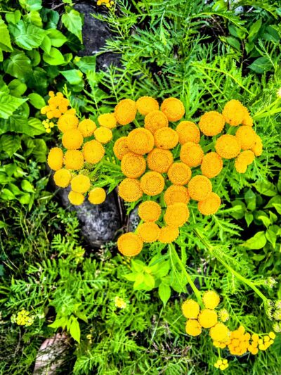 Augusta Dog Park - Augusta, ME