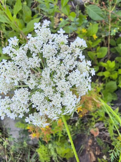 Augusta Dog Park - Augusta, ME