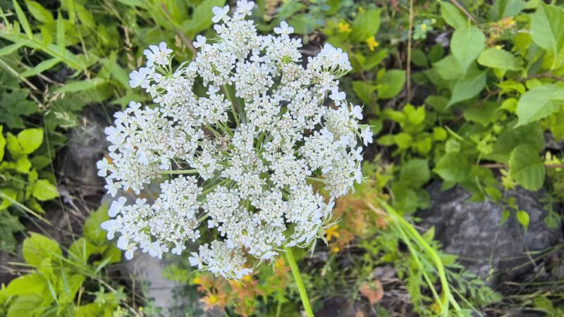 Augusta Dog Park - Augusta, ME