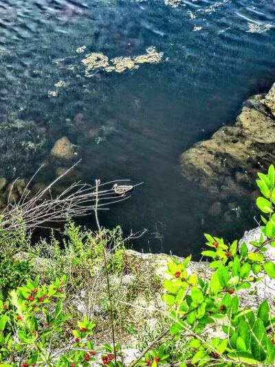 Augusta Dog Park - Augusta, ME