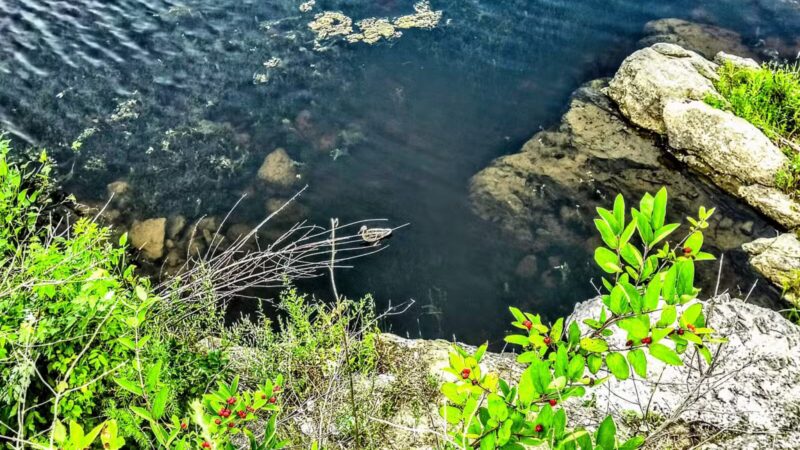 Augusta Dog Park - Augusta, ME