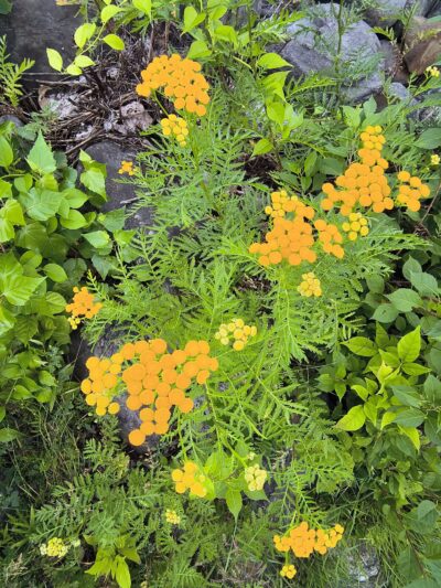 Augusta Dog Park - Augusta, ME