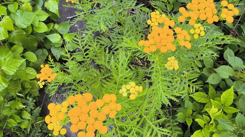 Augusta Dog Park - Augusta, ME