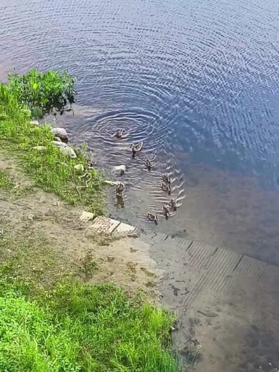 Augusta Dog Park - Augusta, ME