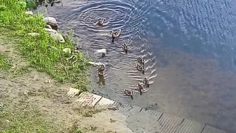 Augusta Dog Park - Augusta, ME