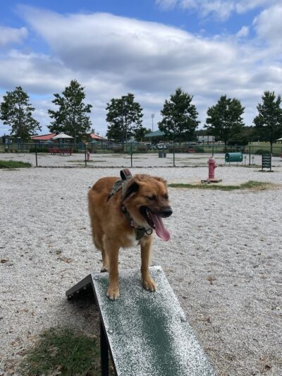 Fort Gordon Dog Park - Augusta, GA