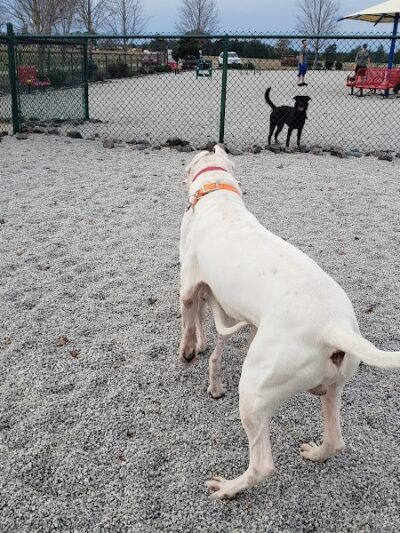 Fort Gordon Dog Park - Augusta, GA