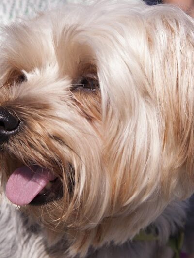 Fort Gordon Dog Park - Augusta, GA