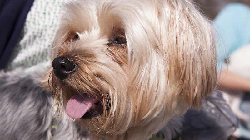 Fort Gordon Dog Park - Augusta, GA