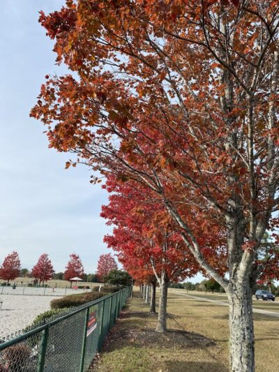 Fort Gordon Dog Park - Augusta, GA