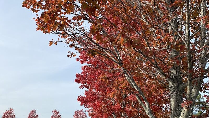 Fort Gordon Dog Park - Augusta, GA