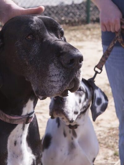Fort Gordon Dog Park - Augusta, GA