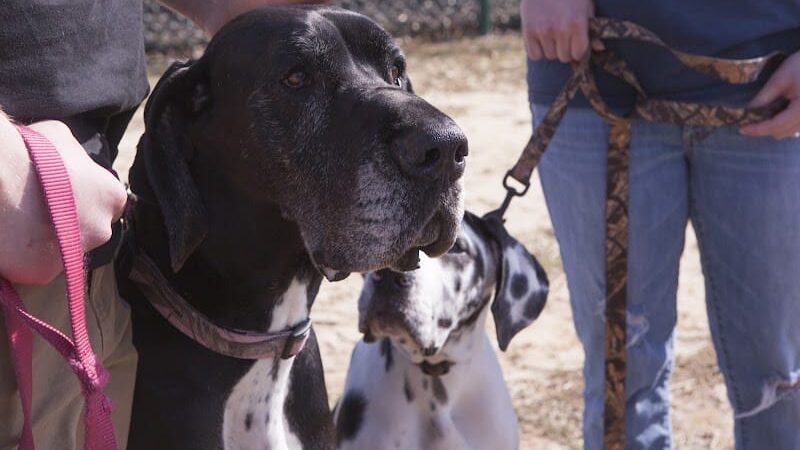 Fort Gordon Dog Park - Augusta, GA