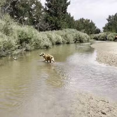 Cherry Creek ​Dog Of​f Leash Area (DOLA) - Aurora, CO