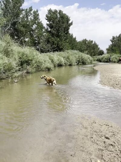 Cherry Creek ​Dog Of​f Leash Area (DOLA) - Aurora, CO