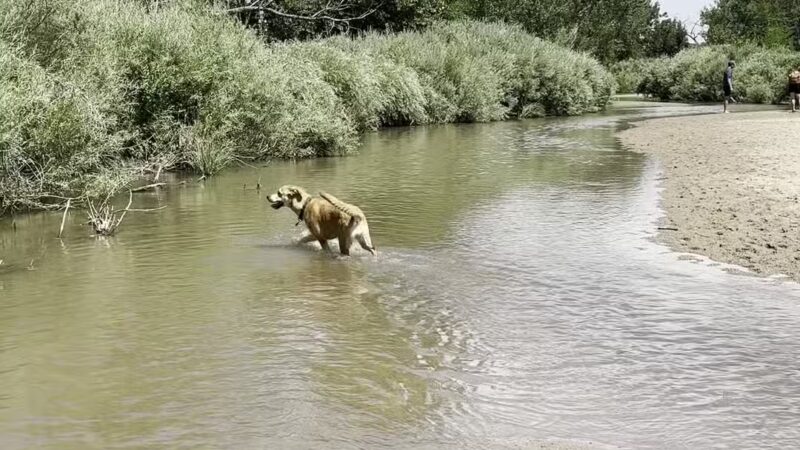 Cherry Creek ​Dog Of​f Leash Area (DOLA) - Aurora, CO