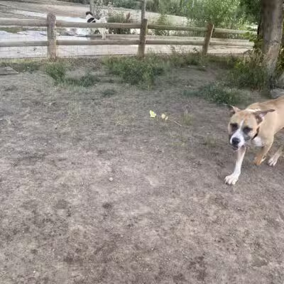 Cherry Creek ​Dog Of​f Leash Area (DOLA) - Aurora, CO