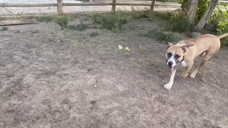 Cherry Creek ​Dog Of​f Leash Area (DOLA) - Aurora, CO