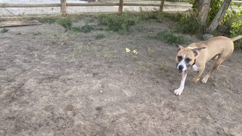 Cherry Creek ​Dog Of​f Leash Area (DOLA) - Aurora, CO