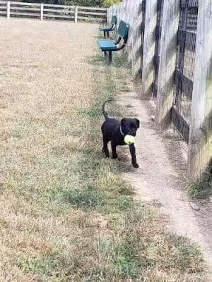 Aurora Dog Park - Aurora, IN