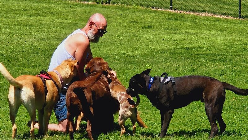 Austin Dog Park - Austin, MN