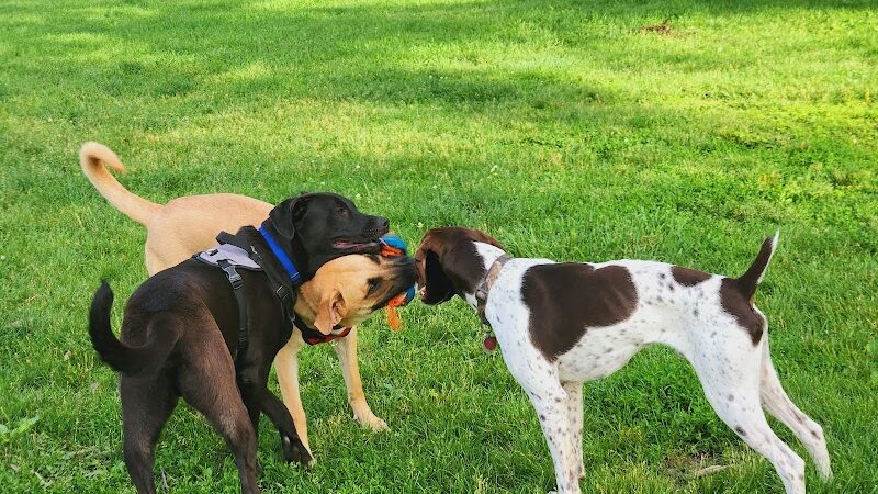 Austin Dog Park - Austin, MN