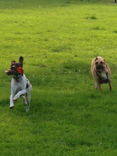 Austin Dog Park - Austin, MN