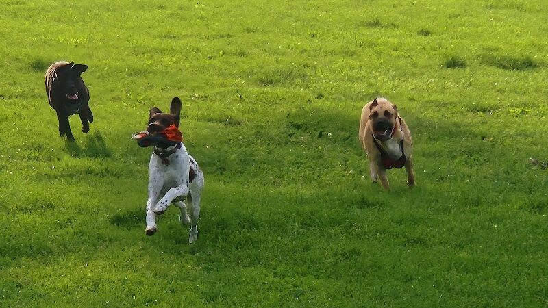 Austin Dog Park - Austin, MN