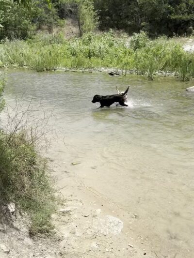 Onion Creek Doggy Park - Austin, TX