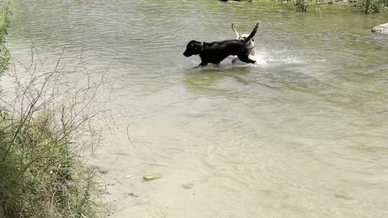 Onion Creek Doggy Park - Austin, TX