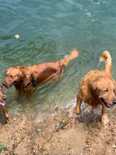 Auditorium Shores Dog Park - Austin, TX