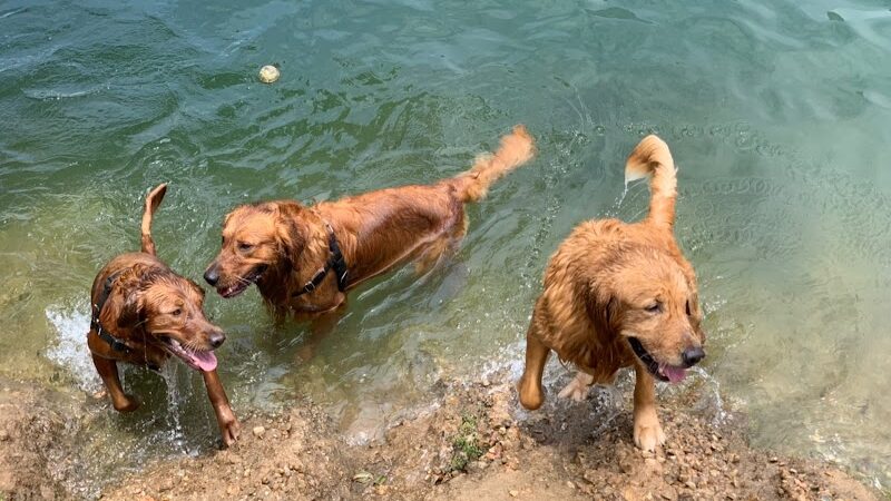 Auditorium Shores Dog Park - Austin, TX