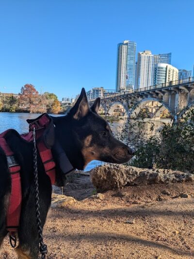 Auditorium Shores Dog Park - Austin, TX