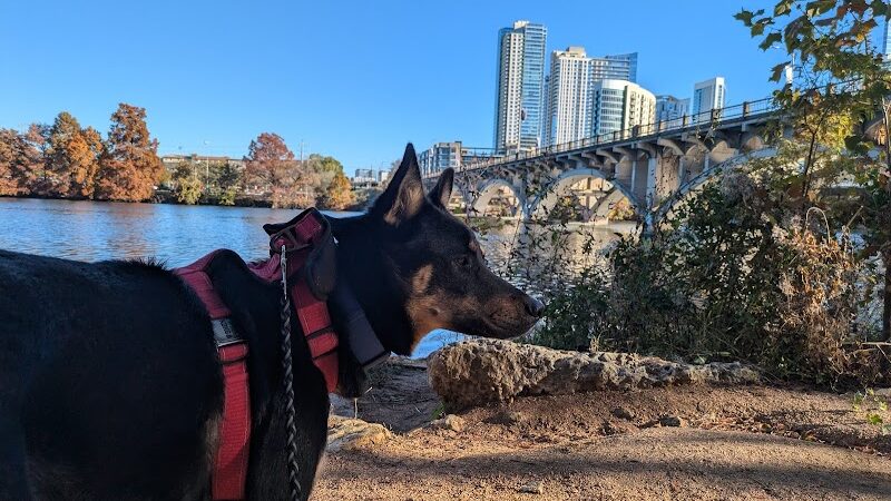 Auditorium Shores Dog Park - Austin, TX